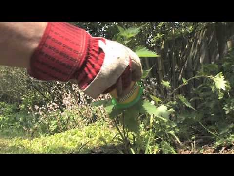 Using Roundup Gel to Get Rid of Nettles and Cleavers | Video | Roundup Weedkiller