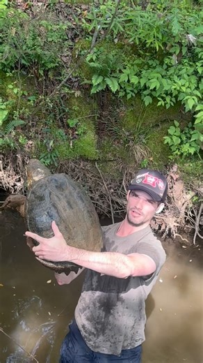 Harris Smith on Instagram: "This is Easily the Largest Common Snapping Turtle I Have Ever Seen, Those Claws Were Massive!"