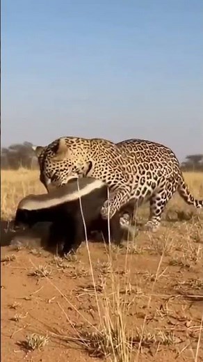Fearless Badger Refuses to Back Down Against Leopard 😳