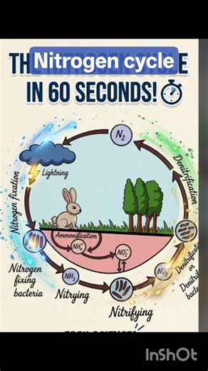 Nitrogen cycle for class 10and 12/Nitrification,denitrification,nitrogenfixation,ammonification