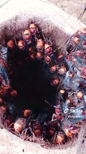 Mesmerizing Beekeeping Process in the USA