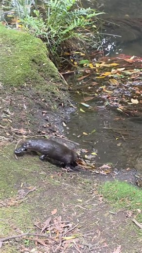 Ologies on Instagram: "What are platypus tails good for? Swimming. Storing fat. Carrying stuff. When female platypuses are making nests, they will grab bunches of vegetation with their flat little prehensile tails and drag the foliage into their burrows. Like if you were to try to drag a bushel of corn stalks through your front door, but the long way. It’s so ambitious. Listen to our latest episode, Ornithorhynchology (PLATYPUSES) with Dr. Tahneal Hawke @platypus_ci at the link in bio or whereve