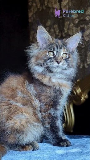 Meet Cassandra: Stunning Black Tortoise Maine Coon Kitten 🖤🐾 Ready for Her Forever Home! #MaineCoon