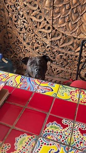 5.5K views · 29 reactions | The ultimate begging face 梁 | Jennifer Harrison | Facebook