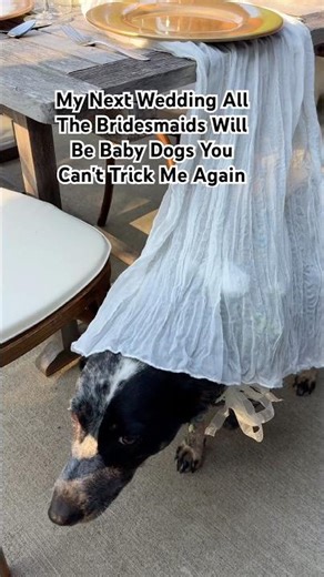 Wedding Dogs 🐕 #happy #doggo #bridesmaid