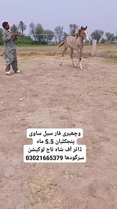 2.5K views · 16 reactions | وچھیری فار سیل ساوی پنجكليان 5.5 ماہ ڈاٹر آف شاہ تاج لوکیشن سرگودھا 03021665379 | GR Farming | Facebook