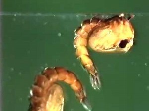 Life-Cycle of the Treehole Mosquito (Aedes sierrensis)