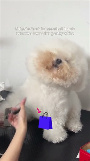 Bichon Frise Grooming Tutorial: Blow Dry & Brush with the Best Pin Brush (For Pros & Home Users)