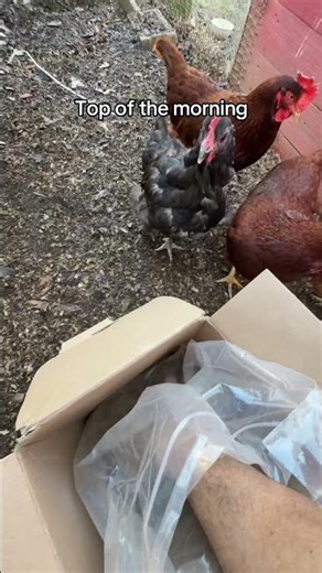 Back yard chickens