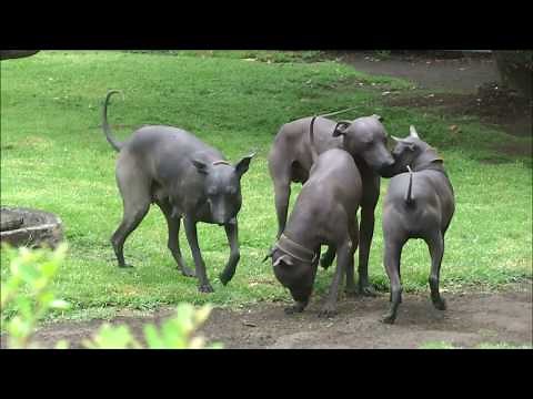 Xoloitzcuintli (Mexican Hairless Dogs) of Dolores Olmedo Museum