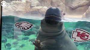 20K views · 769 reactions | HIPPO HYPOTHESIS: Fiona the hippo is predicting that the Philadelphia Eagles will win this year's Super Bowl. Fiona made her selection at the Cincinnati Zoo in Ohio recently ahead of the showdown between the Eagles and the Kansas City Chiefs on February 9. | CBS Detroit | Facebook
