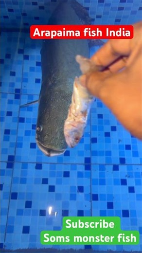 How to feed arapaima fish biggest monster fish in world India fish pond aquarium fish #fish #shorts