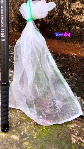 Cách Nuôi và Chăm Sóc Chim Cu Gáy