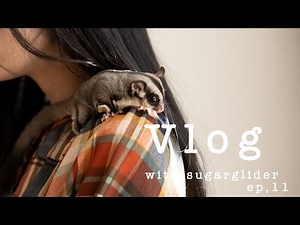 【フクロモモンガのいる暮らし】部屋んぽルーティン/Vlog.11