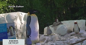 BRICKLIVE comes to the Detroit Zoo