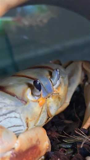 Winny may be unimpressed, but I am! I updated my lighting quality. Sometimes it's hard to capture what she's up to when she's hiding. #winnythecrab | Laura Porter