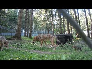 American Red Wolf Pups Find Their Howling Voices