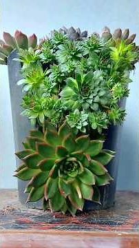 101: Unique Succulent Arrangement that will add life to your home.