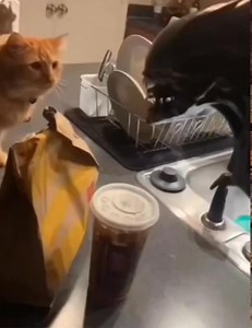 834K views · 3.3K reactions | Alien film del 1979 diretto da Ridley Scott | Pagina Inutile | Facebook