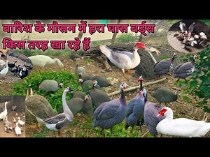 Baris ke मौसम me// किस तरह हरा घास बत्तख चीनी मुर्गी राजहंस कहते हैं