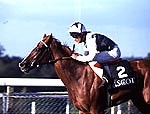 Horse of a lifetime: Henry Cecil and Bosra Sham - Horse & Hound