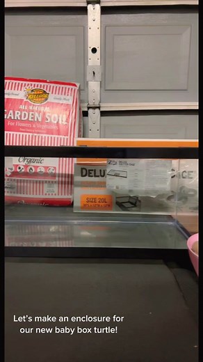 Building a Cozy Habitat for Our Baby Box Turtle