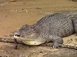 Video: Incredible moment huge saltwater crocodile devours a snake | Daily Mail Online
