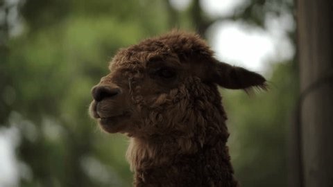 clip-3985181167-close-brown-llama-shallow-depth-field-handheld