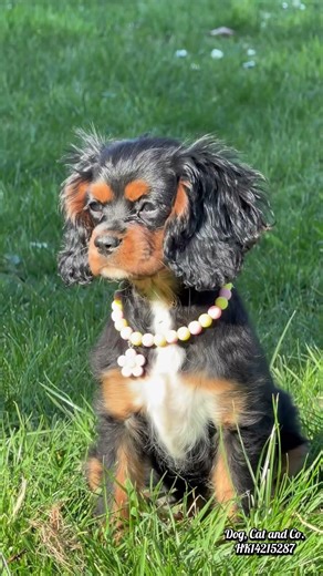 Cavalier king Charles spaniël 💛