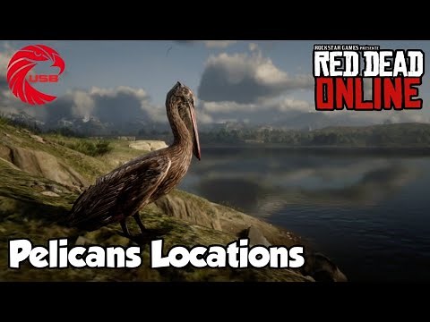 Pelicans Locations rdr2 Online - Red Dead Online Pelicans Location Guide