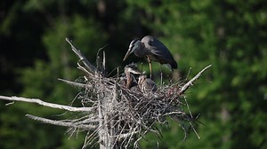 26K views · 572 reactions | Great Blue Herons stand 3 to 4 ½ feet...