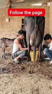 crop #shorts #agriculture #modernfarmer #youtbeshorts #shorts #shortsreels | cow tv