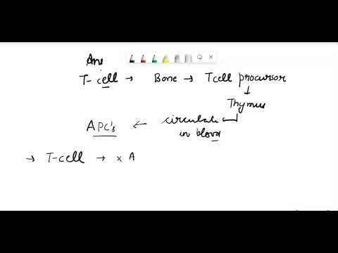 23. How are T lymphocytes activated? A. Release of histamine during the inflammatory process trigge…