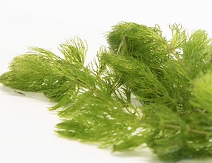 Hornwort Live Aquarium Plant: Freshwater Tank & Pond Coontail - Etsy