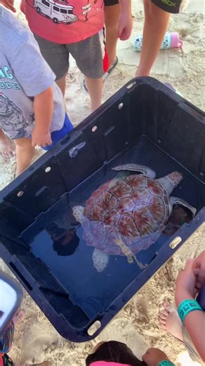 Happy #WorldWildlifeDay! 🐢We celebrated the occasion by releasing a yearling green sea turtle from Grand Cayman’s Seven Mile Beach this morning with our Camp Shellby kids. The children chose to name the turtle Shellby and waved him/her off as they swam into their new life in the Caribbean Sea. #SeaTurtle #Conservation #CaymanIslands #CampShellby #Turtles