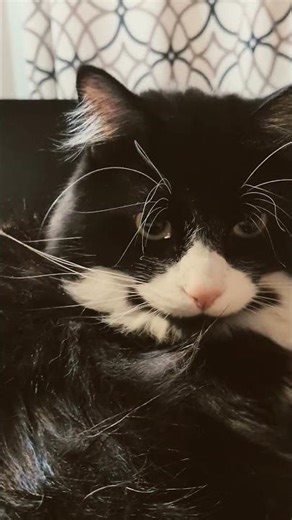 He's so cuutttteeee #cats #shorts #kitty