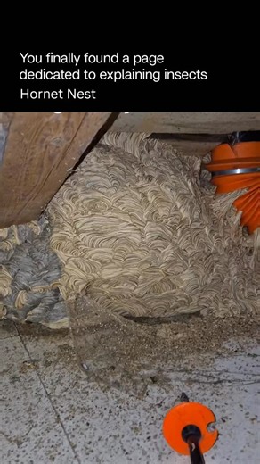 Explaining Insects 🦋 on Instagram: "Hornets’ nests can be as big as a basketball, and in rare cases even as large as a beach ball or bigger when undisturbed for an entire season. When colonies thrive with plenty of food and space, they keep expanding—layer after layer of papery comb—until the structure looks like a hanging planet made of chewed wood and careful architecture. Small nests start no bigger than a golf ball… but left alone, they can grow into something massive, humming, and alive wi