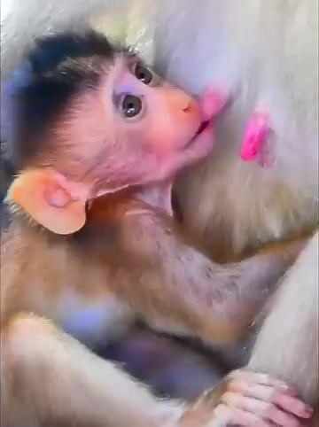 Because mom lock milk make sad baby JESSICA crying near nipped, Baby use tongue playful lick nipped | Monkey TV