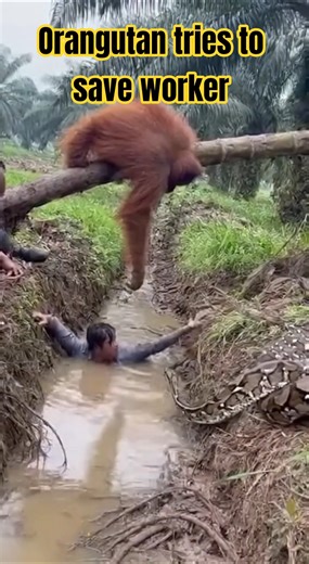 Orangutan Saves Man From Lunging Python — Real Time Rescue Borneo