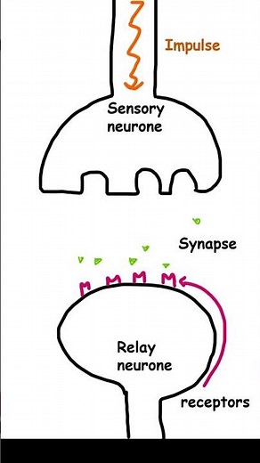 The synapse Biology GCSE Biology paper 2 pass your exams ‪@letsgettothemarks‬