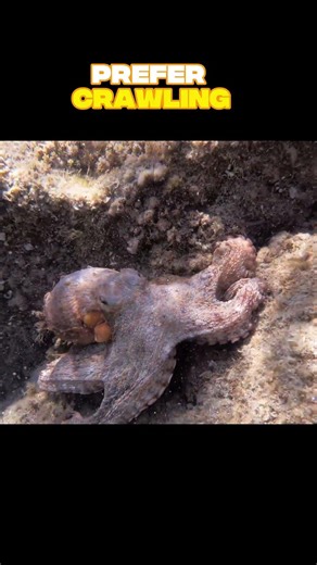 This Animal Has 3 Hearts 😳