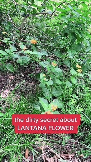 Lantana: The Hidden Dangers You Need to Know