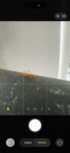 What Happens When You Zoom On An Insect? #shorts