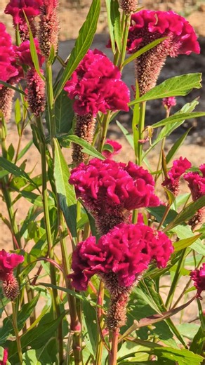 Pixel 8 Pro Camera Test in Malawi 🇲🇼🔥 Don’t Scroll 😳