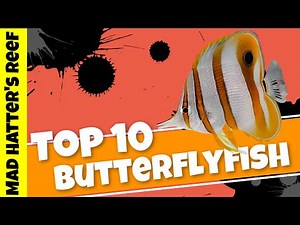 Top 10 Butterflyfish for Your Fish Only With Live Rock Tank