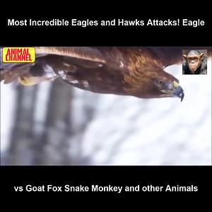 29K views · 553 reactions | Most Incredible Eagles and Hawks Attacks! Eagle vs Goat, Fox, Snake, Monkey and other Animals | Eagle Cam | Facebook