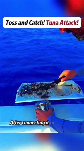 Toss and Catch! Tuna Attack! #Fishing #BigCatch #TunaFishing #SeaAdventure #FastAction