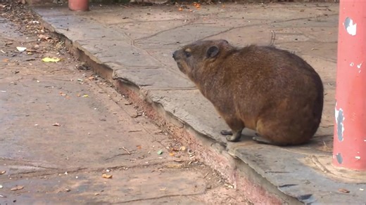 Cute hyrax potato#animals #awawa #trendingvideo #cutepet #capybara #wildlife #awawaw #dassie #hyrax