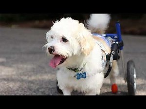 Rescue Dog Paralyzed by Past Abuse Learns to Use Wheelchair and Is Now Ready For a Loving Home