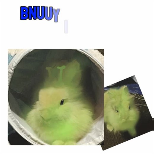 Silly Bunnies on Instagram: "Yippe yo or yippie yeah!! More alien Bnuuy, this time with a friend :) . . . #bunny #meme #funny #lionheadbunny #trending lionheadrabbit bunnyoftheday bunnyoftheweek happy bunny bunmom rabbit pet cute pet funny pets indoor bunny bunnyworld bungram rabbitlife fyp"